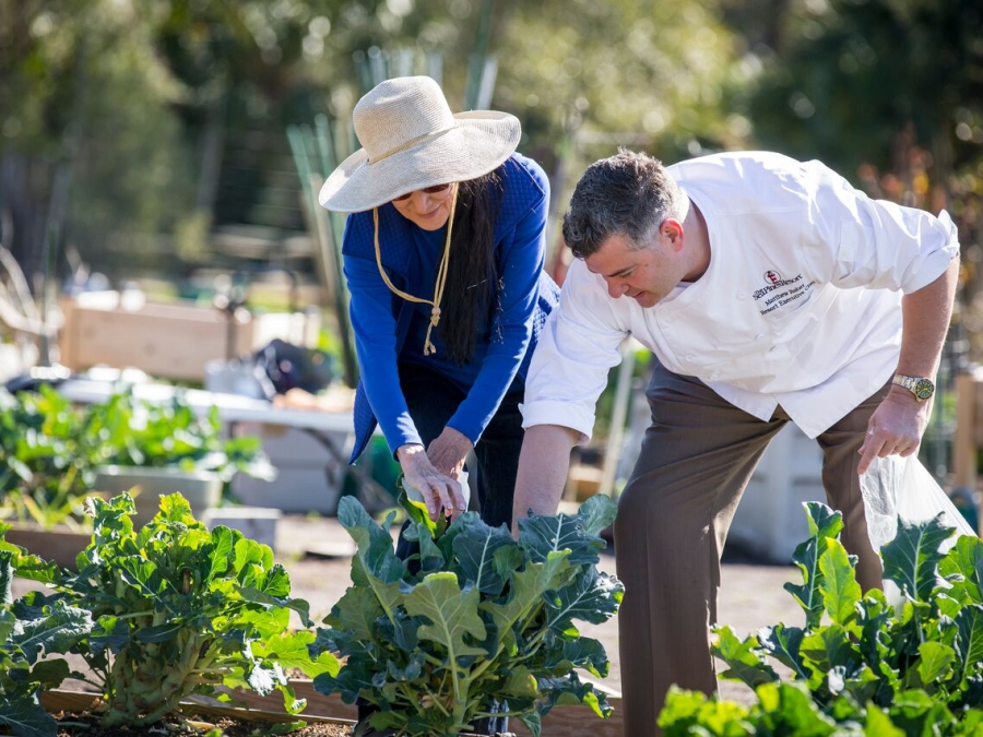 Chef picking vegetables