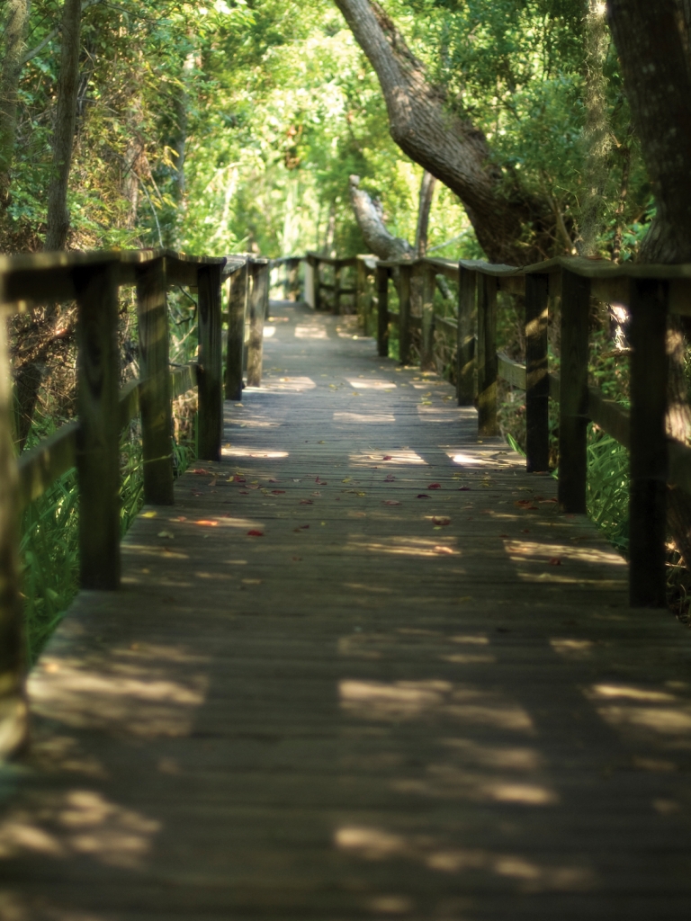 Boardwalk leading through the forest 